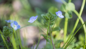 Speedwell